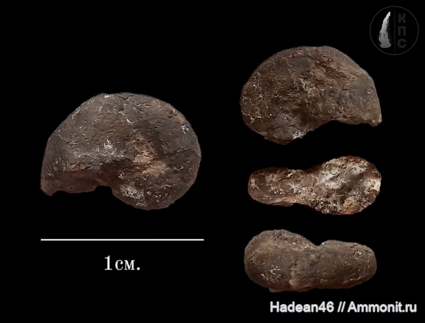 аммониты, берриас, Крым, Ammonites, Ptychophylloceras, Phylloceratidae, КПС