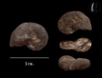 Малыш Ptychophylloceras??