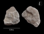 Pseudosubplanites sp.