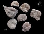 Малыши Ptychophylloceras