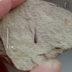 Зуб с малой родины (Enchodus petrosus)