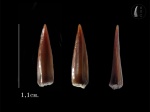 Enchodus sp.