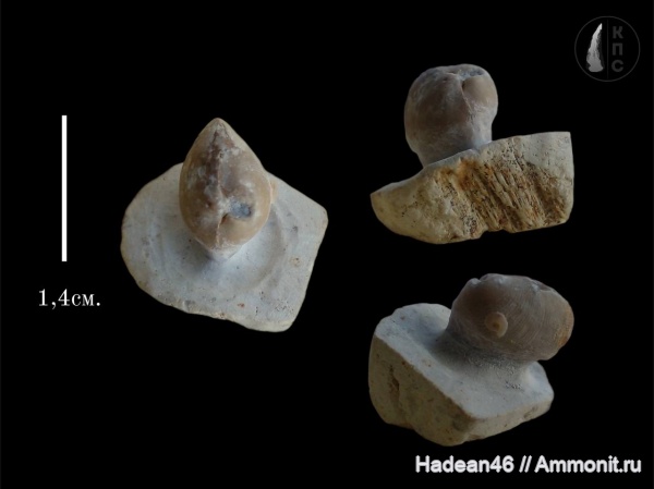 брахиоподы, Липецкая область, палеоарт, Athyris concentrica, Cornulites, encrustation of brachiopods, КПС