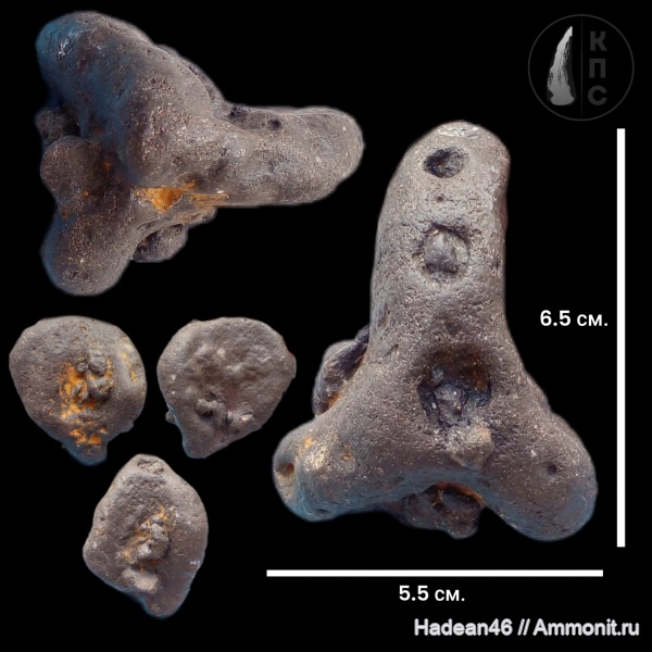 губки, альб, сеноман, Porifera, Курская область, Guettardiscyphia, Leptophragmidae, hexactinellida, курск, КПС, р. Тускарь