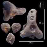 Губка Guettardiscyphia triloba Roemer