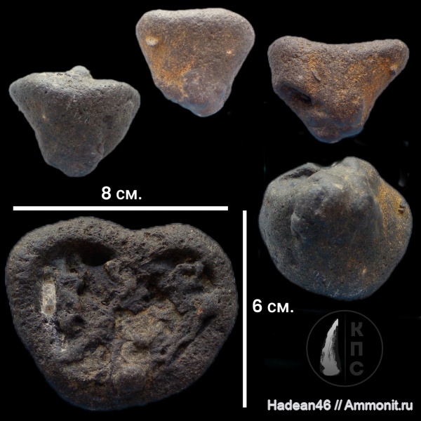 губки, альб, сеноман, Porifera, Курская область, Demospongia, курск, КПС, р. Тускарь
