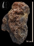 Phillipsastraea goldfussi de Verneuil and Haime,1850