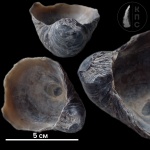 Gryphaea № 7 VS Toricellites ex gr. aproxymatus