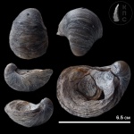 Gryphaea № 8 Пролом