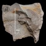 Мой первый аммонит Pseudosubplanites subrichteri