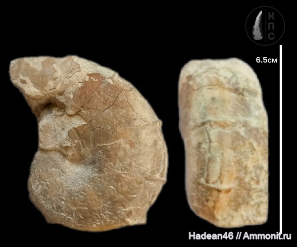 аммониты, берриас, Крым, Ammonites, Ptychophylloceras, Phylloceratidae, КПС