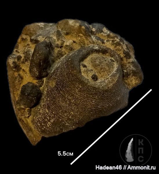 губки, альб, сеноман, Porifera, Курская область, Leptophragmidae, курск, КПС, р. Тускарь