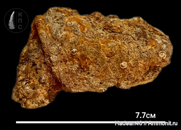 девон, фаменский ярус, Липецкая область, Cornulites, КПС
