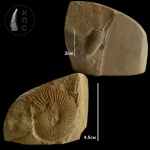 Pseudosubplanites subrichteri