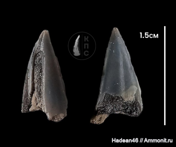 Cretoxyrhina, Lamniformes, Курская область, КПС