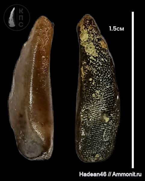 девон, Placodermi, Ptyctodus, франский ярус, Воронежская область, КПС