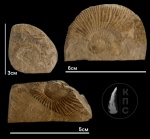 Фрагменты Pseudosubplanites subrichteri
