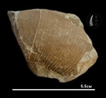 Кусок Lytoceras