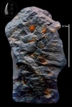 Neuropteris
