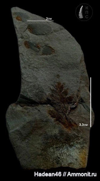 карбон, Neuropteris, Mariopteris, Ростовская область, шахты, КПС