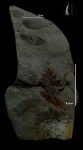 Mariopteris