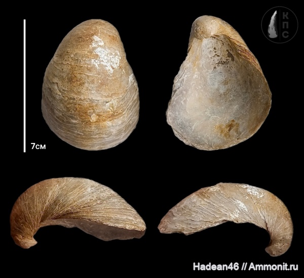 двустворчатые моллюски, Gryphaea, Gryphaea dilatata, Gryphaeidae, Курская область, михайловский гок, КПС