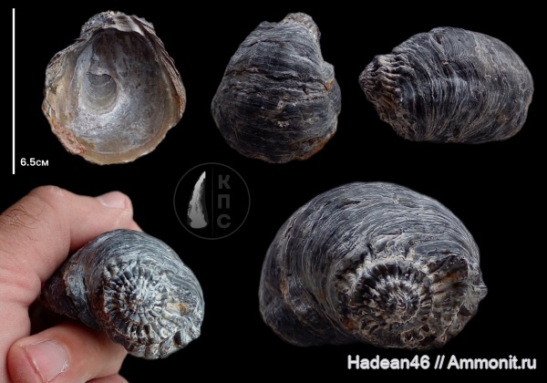 аммониты, Gryphaea, Gowericeras, Gryphaea dilatata, Gryphaeidae, Курская область, михайловский гок, ксеноморфизм, КПС, koenigi