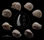Pycnodonte cf. vesicularis