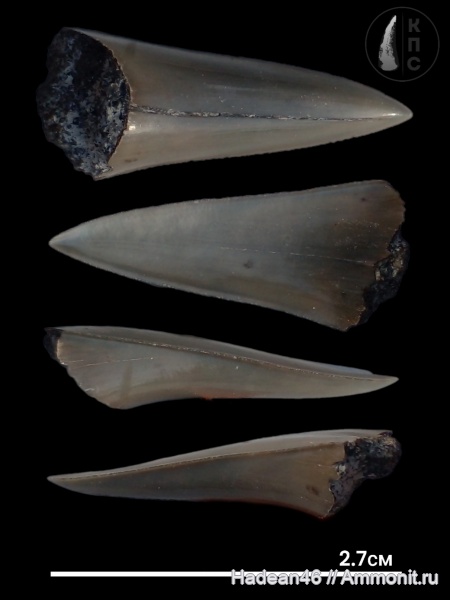 Cretoxyrhina, Lamniformes, Курская область, КПС