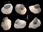 Мой первый трилобит (Gerastos sp.)