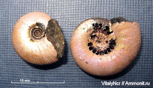 Kachpurites, Kachpurites fulgens, Craspedites, Volgian