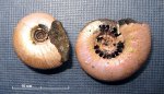 Маленькие аммониты Craspedites sp. и Kachpurites fulgens