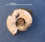 Ещё один маленький Kachpurites fulgens