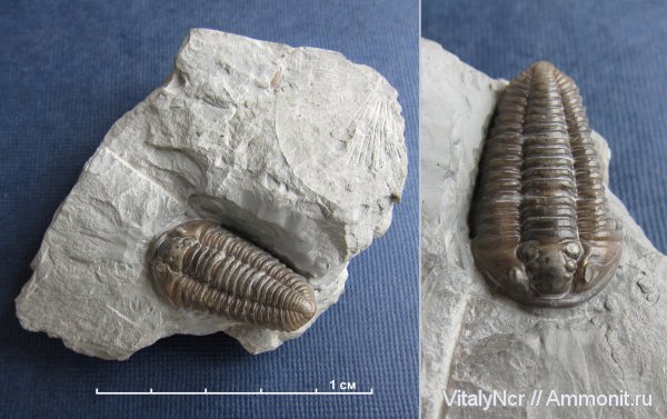 Flexicalymene, Phacopida, Calymenidae, Calymenoidea, Calymenina, flexicalymene retrorsa