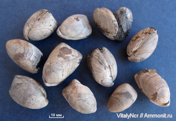 Russiella, Terebratulida, Russiella truncata