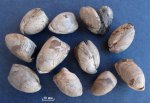 Russiella truncata