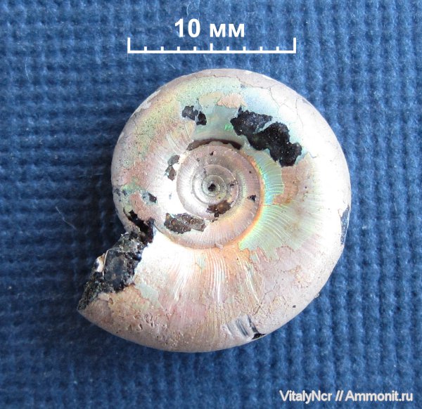 Kachpurites, Kachpurites fulgens, Volgian