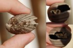 Russiella truncata с замочным аппаратом