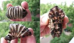 Фрагмент/поперечное сечение Lomonossovella sp.