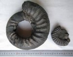 Оборот Dorsoplanites serus