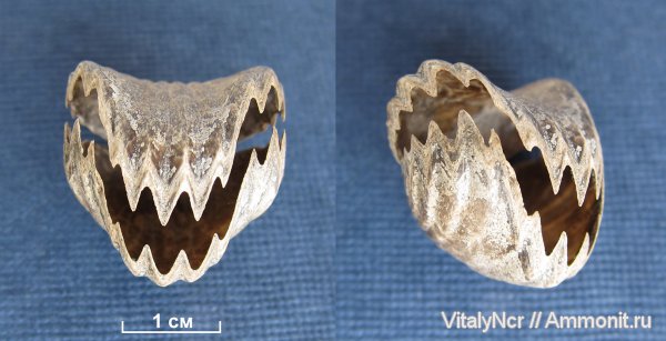 Mosquella oxyoptycha, Mosquella, Rhynchonellida