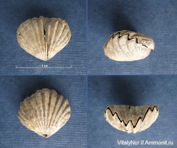 Rhynchonellida