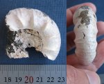Subcraspedites (Swinnertonia) sp.