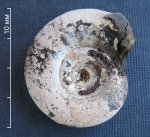 Четырёхсантиметровый Kachpurites fulgens