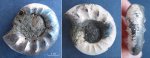 Kachpurites fulgens - ребристый микроконх?