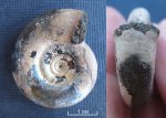 Гладкий микроконх Kachpurites fulgens с устьем