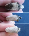 Устья Kachpurites fulgens