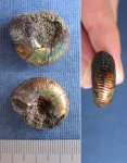 Аммонит Craspedites sp.