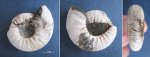 Subcraspedites preplicomphalus?