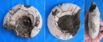 Laugeites sp.